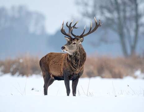 Majestic stag in snowy winter landscape, antlers prominent - Powered by Adobe