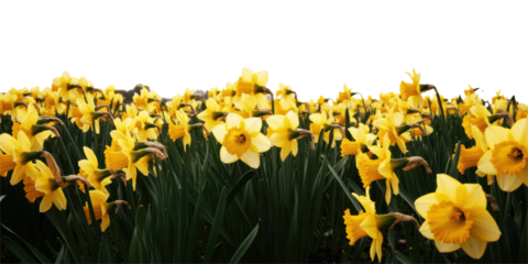 Vibrant Field of Yellow Daffodils in Bloom