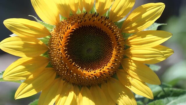 Detailed View of a Radiant Sunflower with Vibrant Yellow Petals and a Complex Spiral Seed