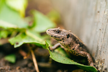 Close-up of a viviparous lizard, also known as the common lizard, basking on a vibrant green leaf in its natural environment, showcasing its intricate scale patterns and alert expression