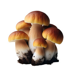Fresh Porcini Mushroom Cluster and Single Boletus Edulis with Dirty  on transparent background
