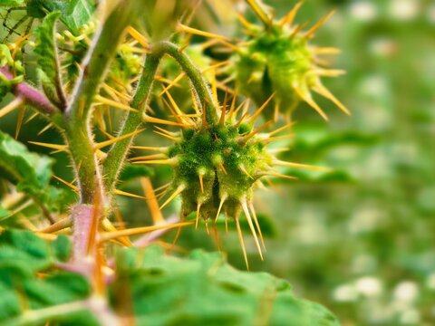 an image of a spiky green plant - Powered by Adobe