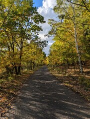 Fototapeta premium Shaded Asphalt Road in an Autumn Forest with Yellow Leaves