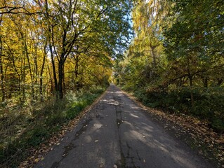 Asphalt Road Through a Dense Autumn Forest in Sunlight