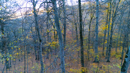 Fototapeta premium Aerial view of autumn forest with colorful trees