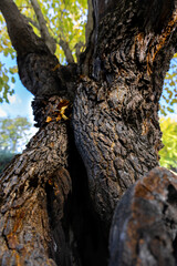 View from below of an ancient tree. The trunk is covered with thick bark and has a large hole in the center
