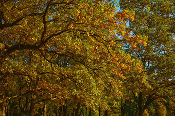 Mood of calm.Oak trees in colorful fresh foliage on sunny warm day