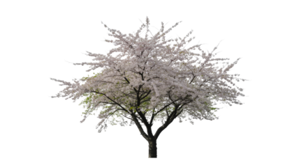 A beautiful cherry blossom tree in full bloom, showcasing delicate white flowers and green leaves against a transparent background, perfect for spring designs. background removed
