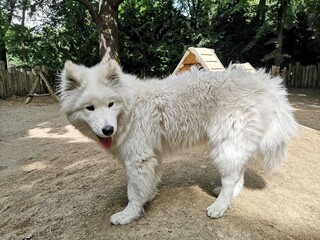 Dirty Samoyed Puppy Standing in a Dog Park