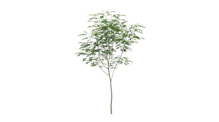 A young, slender tree with vibrant green leaves and a light brown trunk, presented as a clear cutout on a solid background. background removed