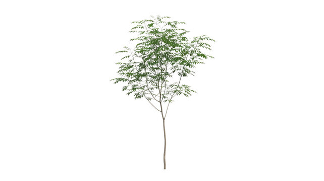 A young, slender tree with vibrant green leaves and a light brown trunk, presented as a clear cutout on a solid background. background removed