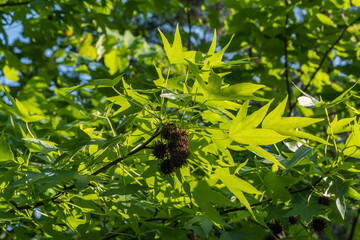 Vibrant green leaves of tree sweet gum (Liquidambar styraciflua) , illuminated by sunlight, with distinctive spiky seed pods hanging among foliage. Selective focus. Design concept inspired by nature