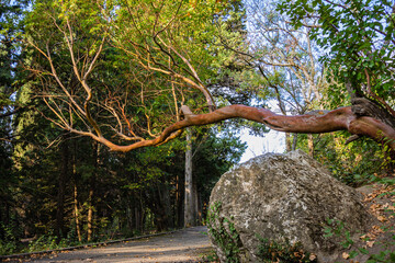 Strawberry tree (Arbutus unedo) grows over footpath in Mansard park in Crimea. Beautiful evergreen leaves and smooth trunk of strawberry tree, heather family. Nature concept for design.