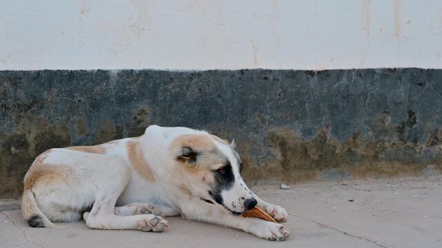 View of a Turkmen Alabai eating a piece of bread in Turkmenistan