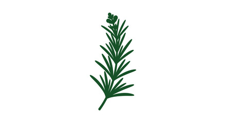 A single sprig of fresh green rosemary herb with small buds at the top isolated on a white background