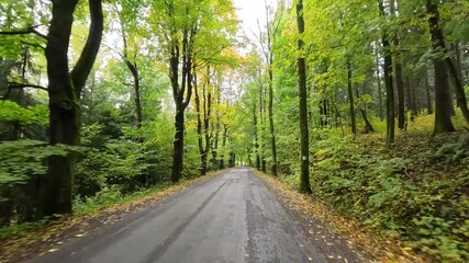 Czechia mountain autumn forest hikers POV 60fps. Czech Republic, Czechia historically Bohemia. Central Europe. Autumn fall season, brilliant colorful leaves along roads and trails. Farm rural area. 