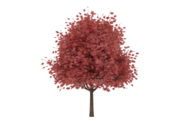 A vibrant, full-grown tree with lush reddish-pink leaves and a brown trunk, isolated against a solid transparent background. background removed