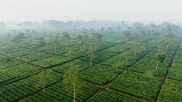 Drone shot of a vast tea garden with rows of green tea bushes and interspersed shade trees