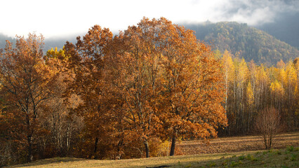 Autumn in the forest of Carpathian Mountains, Romania, Europe.