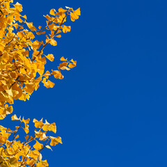 Autumn and foliage. Yellow ginkgo leaves with blue sky and copy space
