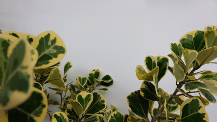 A tropical tree with leaves branches on white background for green foliage backdrop 