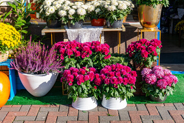 Autumn flower stand: heather and chrysanthemums in pots outside flower shop, colorful seasonal plant arrangements displayed on sidewalk in sunny autumn day