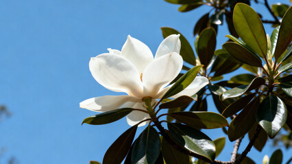 Obraz premium Southern magnolia tree in full bloom, large white petals against dark green leaves. gardening catalogs, home-decor guides, designed for home decor and floral branding.