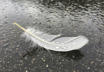 Delicate feather with raindrops on textured wet surface