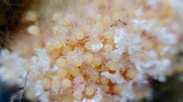 한국,거미,부화,새끼거미,알집,Korea, spider, baby spider, egg, incubation