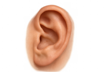 Human ear anatomy, showing the external part of a person's body used for hearing and understanding sounds, isolated