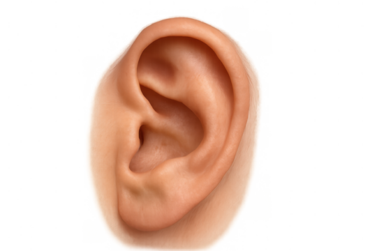 Human ear anatomy, showing the external part of a person's body used for hearing and understanding sounds, isolated