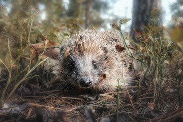 Cute wild hedgehog in the forest, close-up. Natural light, soft focus and warm autumn tones create a cozy and atmospheric wildlife scene. Perfect for nature concepts, education, kids content