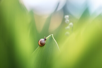 Small snail on the tip of a green leaf in soft natural light. Concept of calmness, harmony with nature, mindfulness and slow living. Macro photography, minimalism and natural beauty.