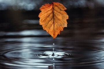 A vibrant, lone autumn leaf over a dark water surface. A drop separating from the leaf creates ripples on the surface, symbolizing harmony, balance, and a moment of silence.