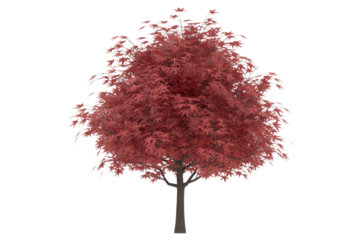 A beautiful, full Japanese maple tree in vibrant red autumn foliage, standing isolated on a solid transparent background, perfect for design. background removed