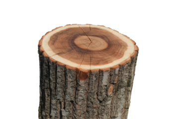 A detailed close-up of a freshly cut tree stump, showcasing its distinct annual growth rings and rough bark texture on a transparent background. background removed