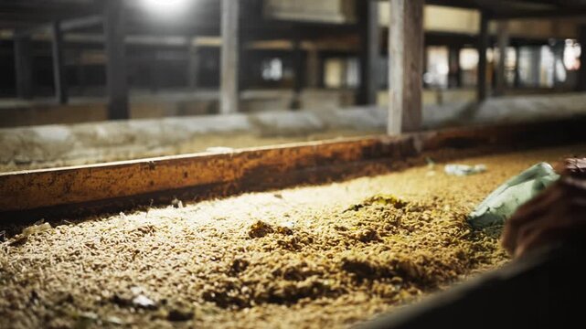 Black Soldier Fly Larvae (Maggot) Farming