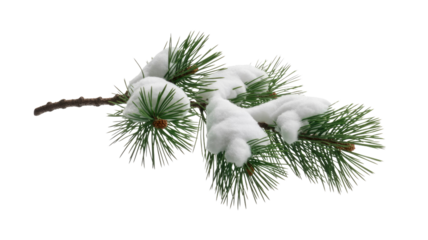 A vibrant green pine branch heavily laden with fresh white snow, isolated against a solid transparent background, perfect for winter and holiday designs. background removed