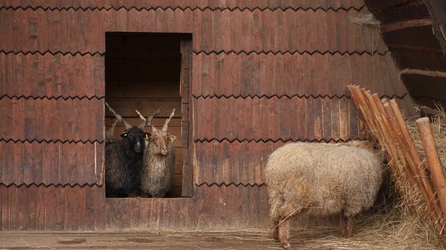 Racka sheep with spiral horns near a wooden barn on farm