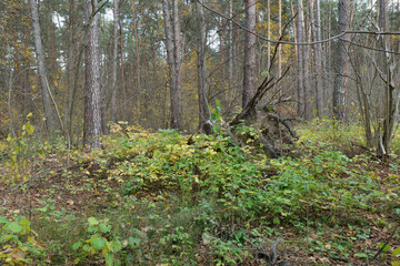 Autumn Forest Scene with Pine Trees and Fallen Leaves