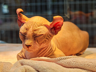 A Sphynx cat sits in a pet shop.
