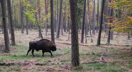 Zubry w starym jesiennym lesie © kubikactive