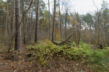 Dense forest undergrowth with pine trees and autumn foliage