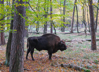 Zubry w starym jesiennym lesie © kubikactive