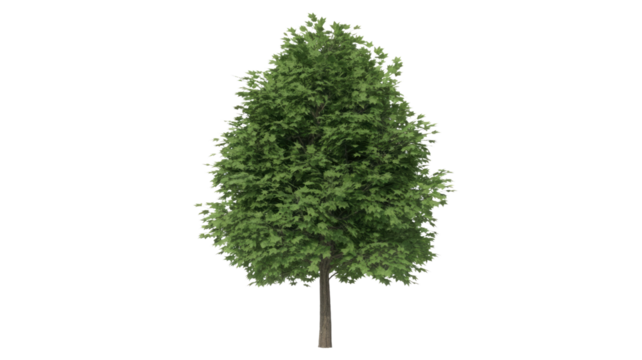 A vibrant green deciduous tree with a dense leafy canopy and a slender brown trunk, isolated against a solid transparent background. background removed - Powered by Adobe