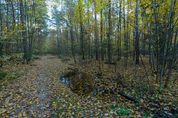 Autumn Forest Path with Golden Leaves