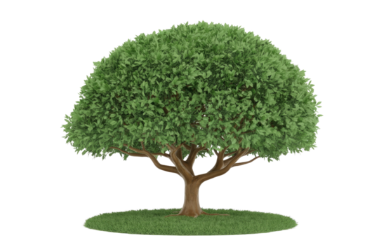 A vibrant green leafy tree with a brown trunk stands on a circular patch of grass, isolated for design use. background removed