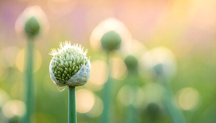 Focus on budding white allium flower against a soft green and golden bokeh background during bright daylight