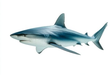 Obraz premium isolated shark with a copy space