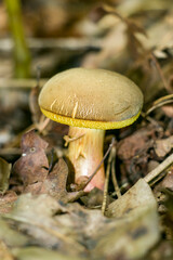 Cracked moss mushroom (Xerocomellus chrysenteron). The mushroom Cracked moss mushroom grows in an autumn forest.